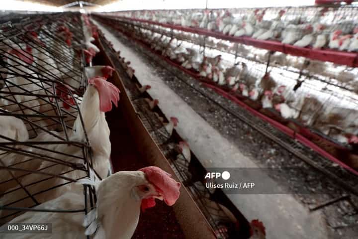 Davao del Sur regains bird flu-free status